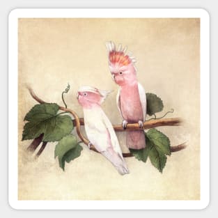 Pink Cockatoos Sticker